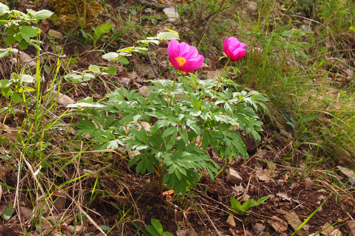 Paeony, Common plant